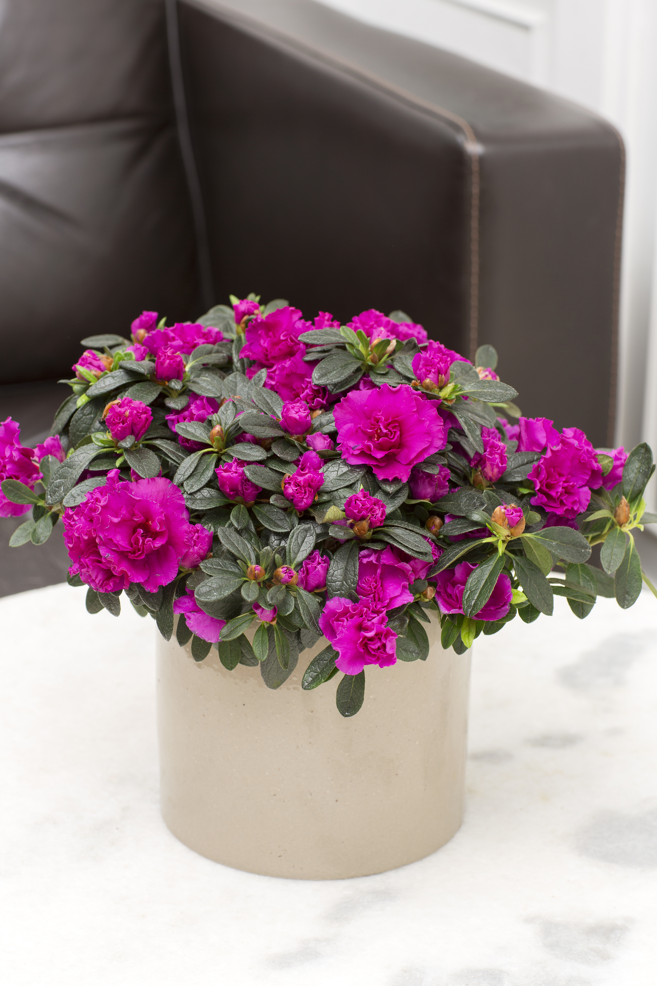 Floradania marketing: plants Stue rhododendron