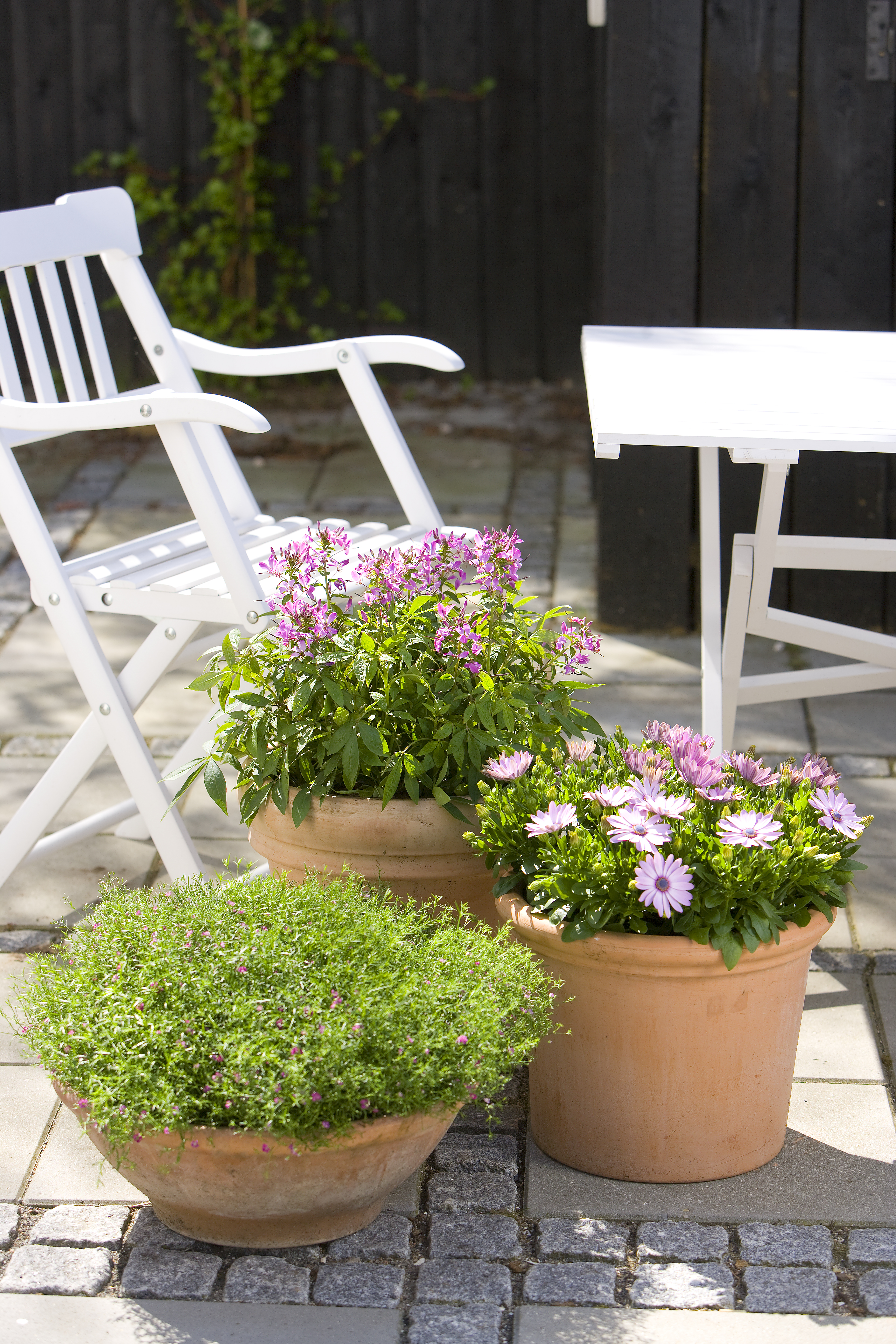 Floradania marketing: plant krukker i farvegrupper på terrassen