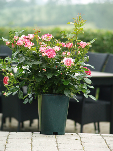 Floradania marketing: morsdag på terrassen