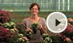 Kalanchoe