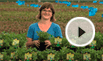 Mentha spicata