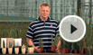 Sansevieria