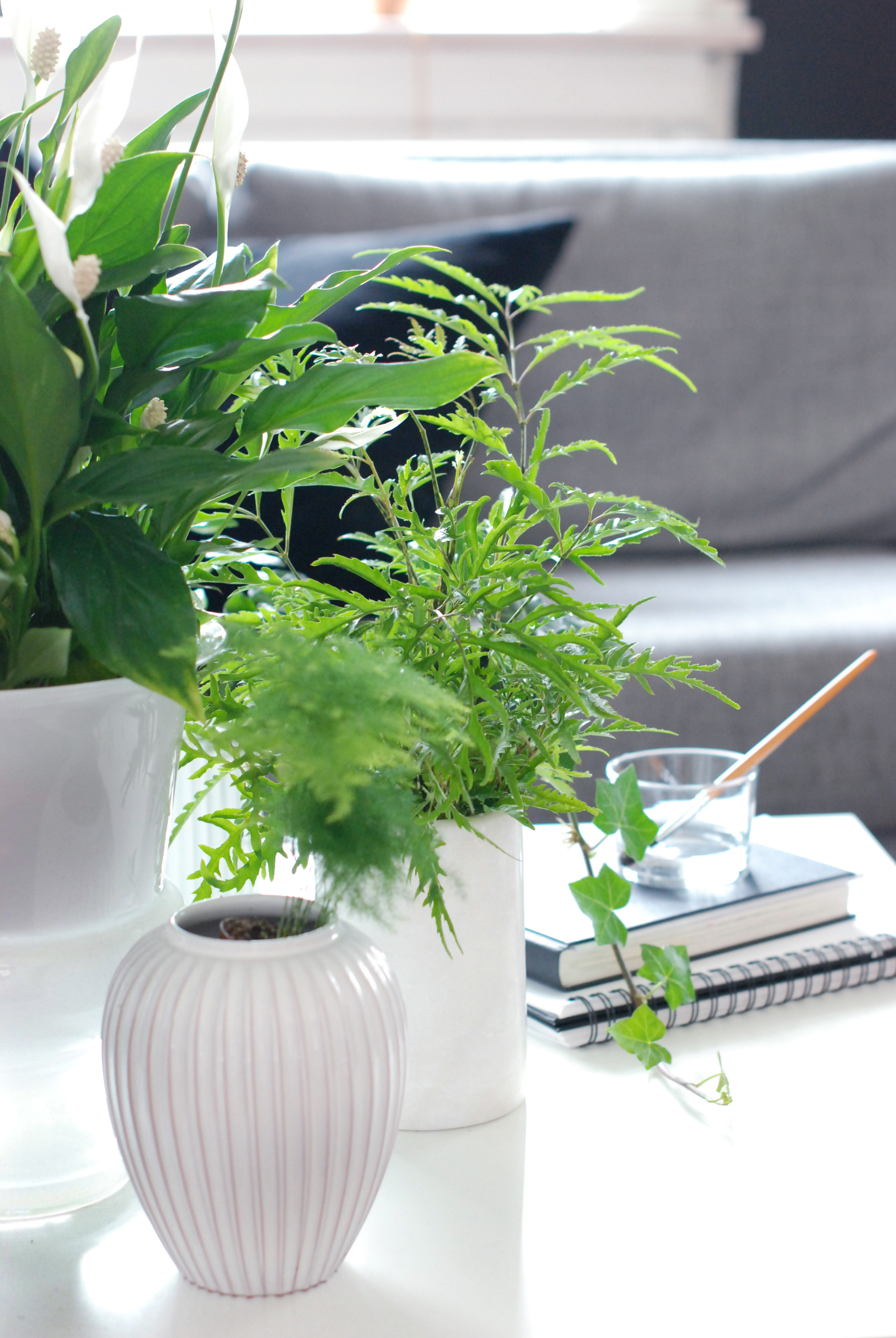 Floradania marketing: ren luft derhjemme med grønne planter Planter til soveværelset