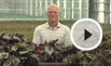 Begonia rex