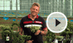 Hedera