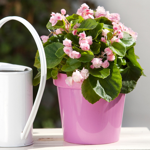 20120404wf9r5999 Begonia Begoniaceae (7075)