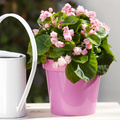 20120404wf9r5999.jpg