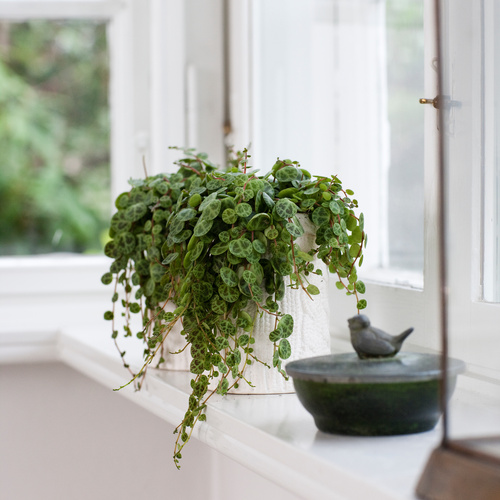 Peperomia Piperaceae (12510)