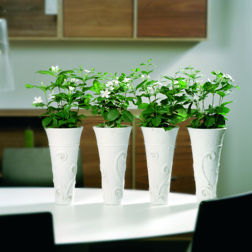 Image of Holarrhena pubescens