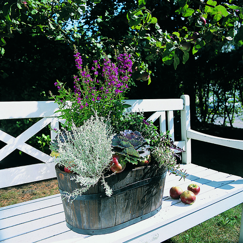 Brassica Brassicaceae (7204)