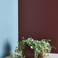 ByGrowers_-_Dichondra_Silver_Falls__3_.jpg