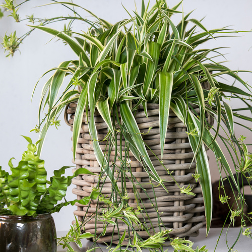 Chlorophytum Liliaceae (65197)