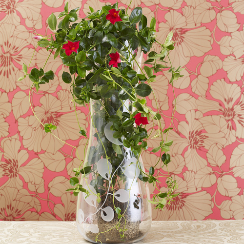 Mandevilla (Dipladenia) Apocynaceae (11581)