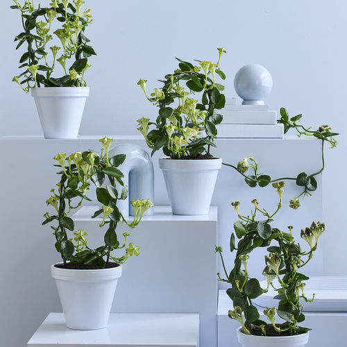 Ceropegia Asclepiadaceae (419699)