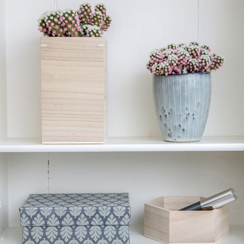 Mammillaria Cactaceae (11554)