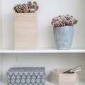 Mammillaria-20140922Y61A1314.JPG