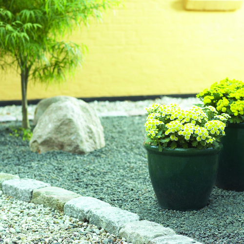 Chrysania Asteraceae (8053)