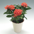 ixora hybrid-1.tif
