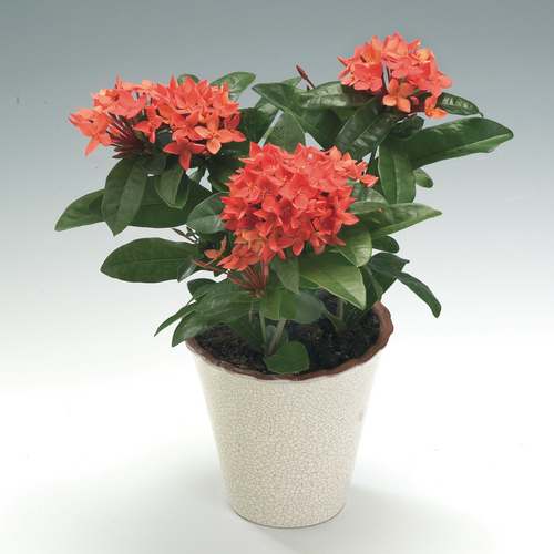 Ixora Rubiaceae (10714)