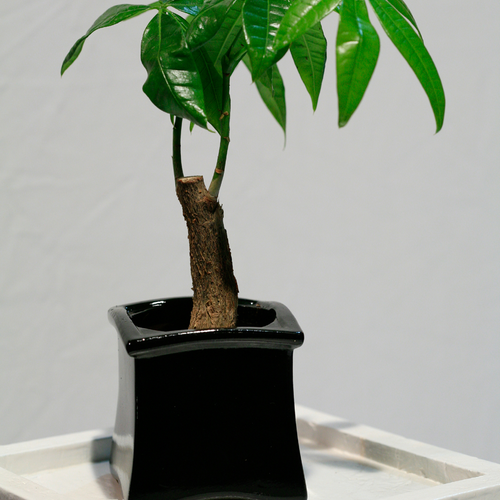Pachira Bombaceae (12182)