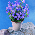 Image of Campanula rotundifolia