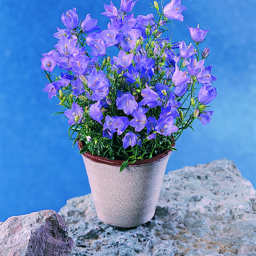 Image of Campanula rotundifolia
