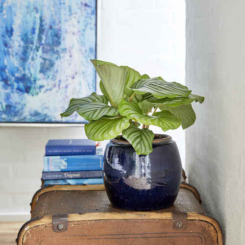 Calathea Marantaceae (305044)