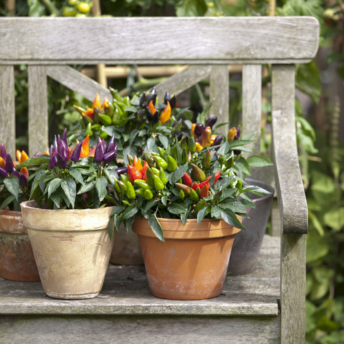 Image of Capsicum annuum