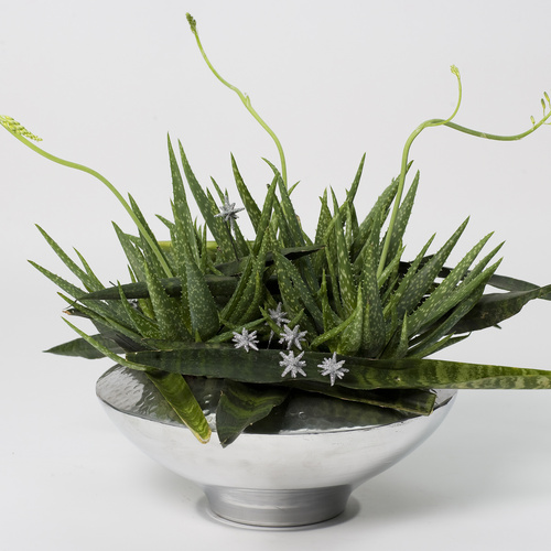 Image of Aloe chinensis