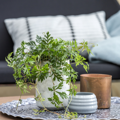 Image of Parthenocissus henryana