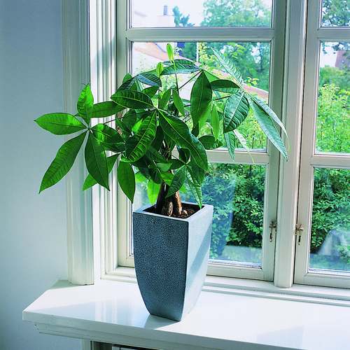 Image of Pachira aquatica