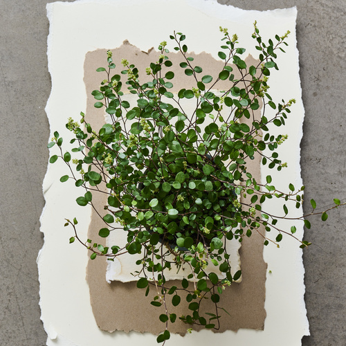 Muehlenbeckia Polygonaceae (442041)