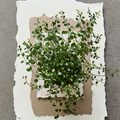 ByGrowers_-_Muehlenbeckia.jpg