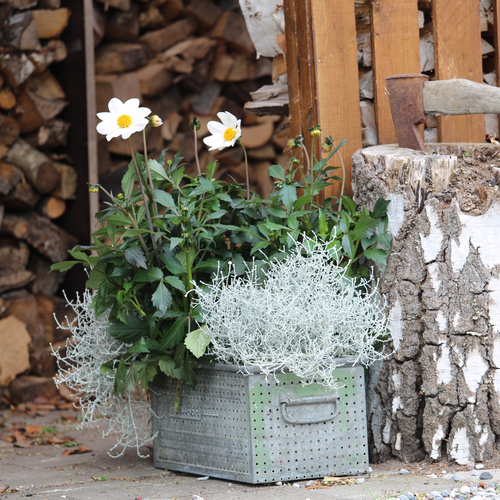 Dahlia Calosephalus Calocephalus Asteraceae (63400)