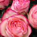 Rosa_Loves_Me_Sweet_-_Roses_Forever_ApS.jpg