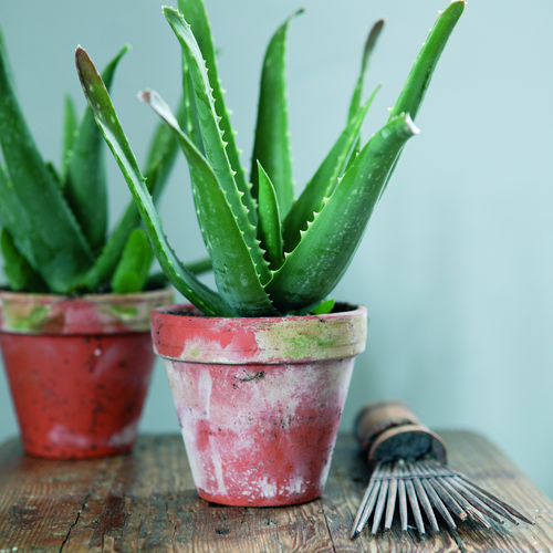 Aloe Liliaceae (6439)