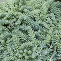 Image of Sedum morganianum