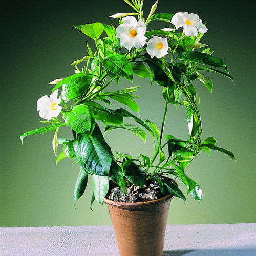 Image of Mandevilla (Dipladenia) boliviensis