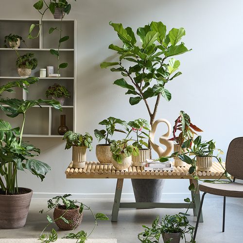 Image of Ficus lyrata