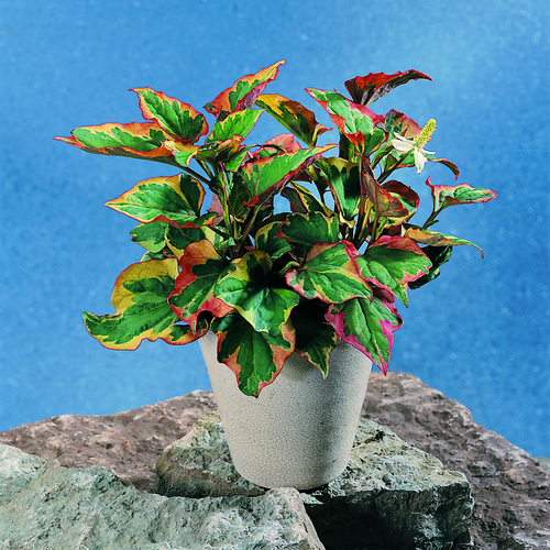 Image of Houttuynia cordata