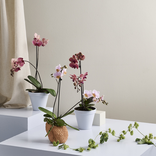 Phalaenopsis Orchidaceae (419696)