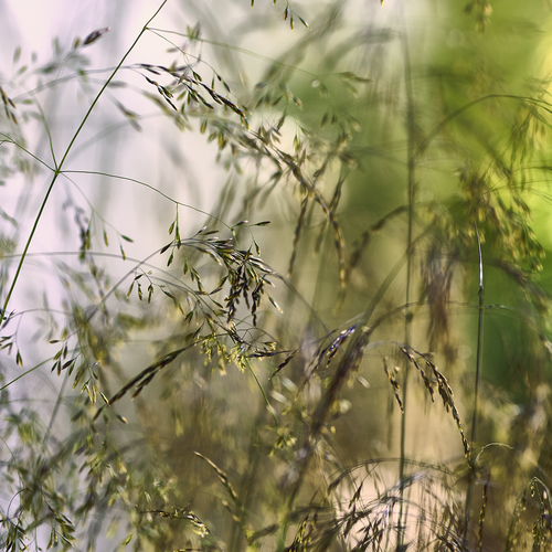 Image of Deschampsia cespitosa