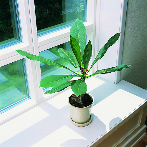 Plumeria Apocynaceae (12879)