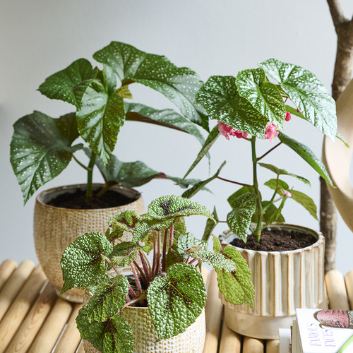 Image of Begonia sizemoreae