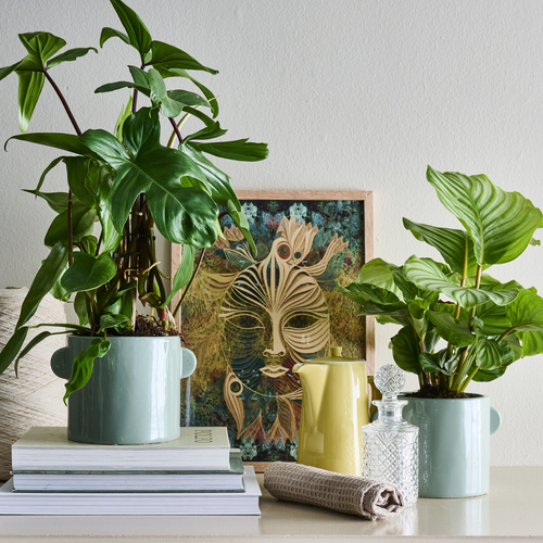 Philodendron Araceae (442070)