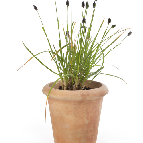 170311 1071 Image of Sesleria heufleriana