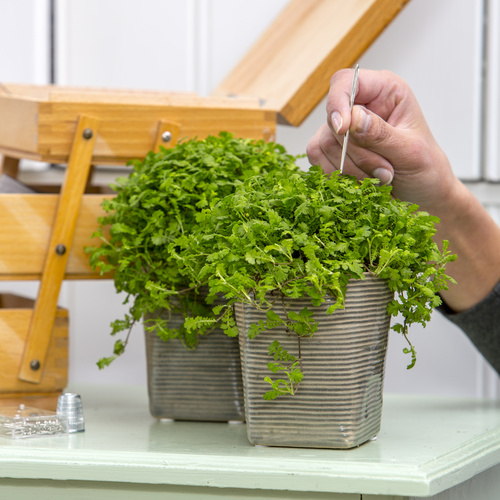 20140922Y61A1212 Image of Cotula dioica