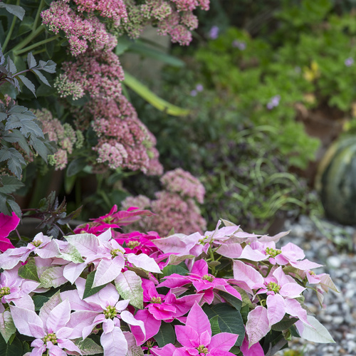 Image of Euphorbia hybrid