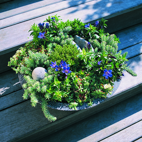 2449a13 efteraar13 Gentiana Gentianaceae (9750)