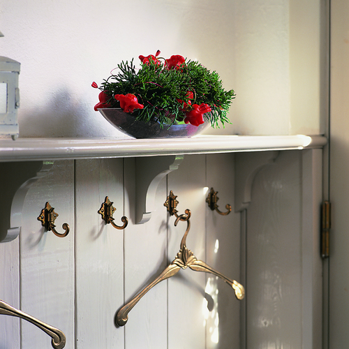 2647a Hatiora Cactaceae (9907)